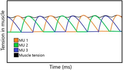 Adding the latency period to a muscle contraction model coupled to a membrane action potential model
